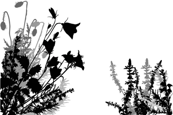 Černá a šedá kvetoucí divoká tráva na bílém — Stockový vektor