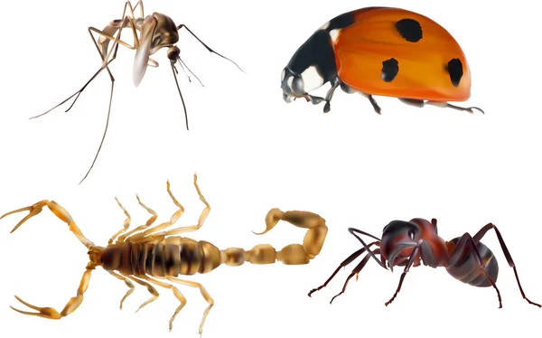 4 ejemplos aislados de colección de insectos de color — Vector de stock