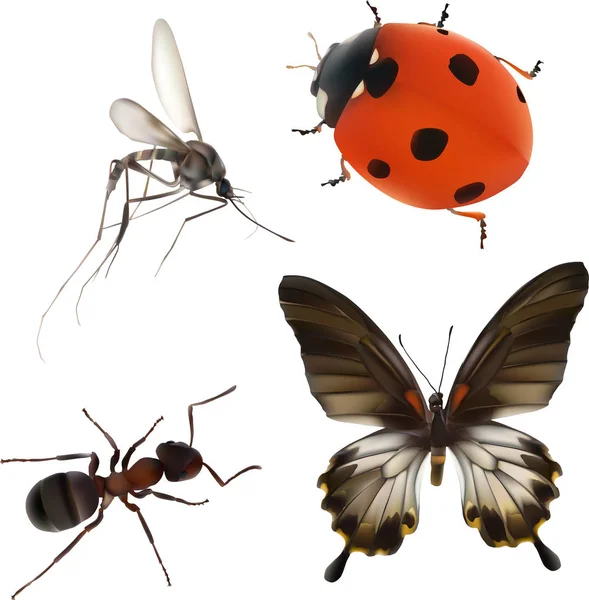 Collection of four color insects — Stock Vector