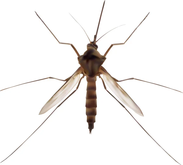 Ilustrație mare de țânțari izolată pe alb — Vector de stoc