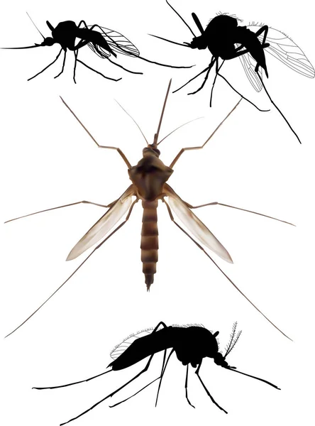 Group of four mosquito isolated on white — ストックベクタ