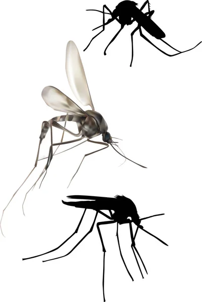 Ilustrasi dengan tiga nyamuk terisolasi di atas putih - Stok Vektor