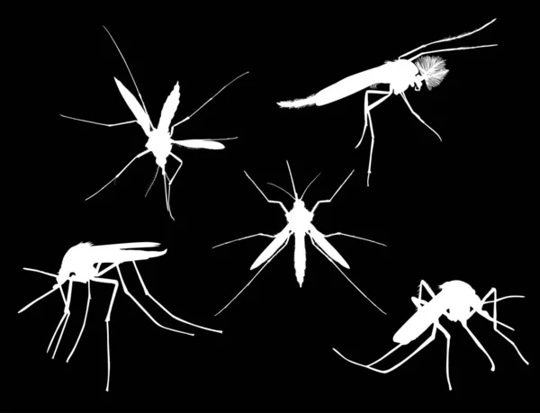 Cinco silhuetas de mosquito branco isoladas em preto — Vetor de Stock