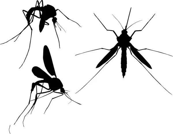 Isolated on white three black mosquito silhouettes — Stock Vector