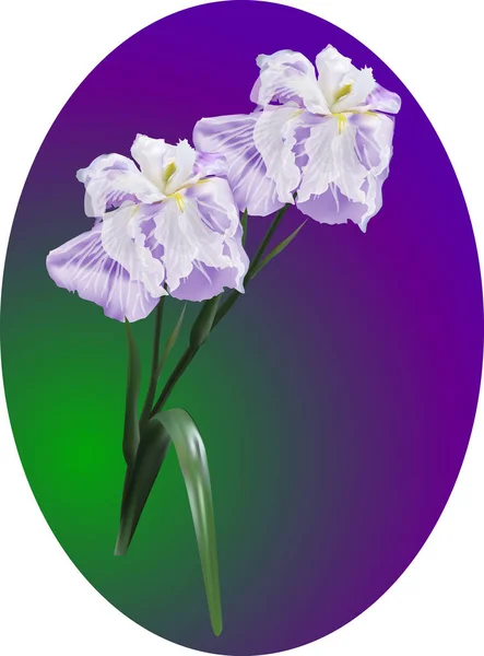 Two lilac iris flowers on dark background — Stock Vector