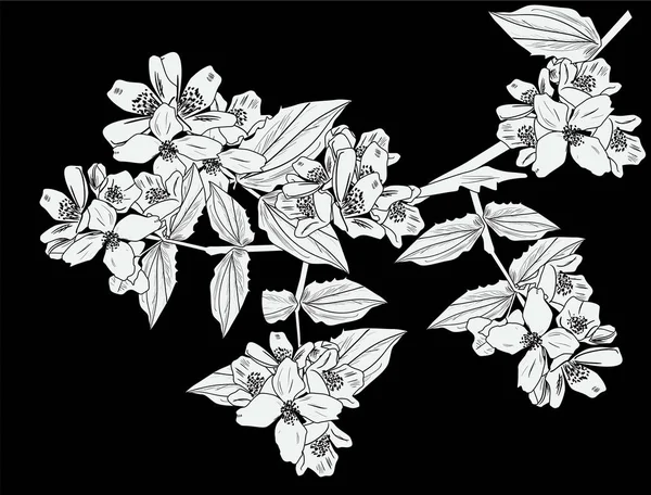 büyük yasemin beyaz eskiz siyah üzerine