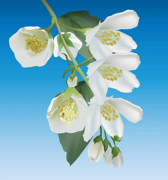 Fleur de jasmin petite branche sur fond bleu — Image vectorielle