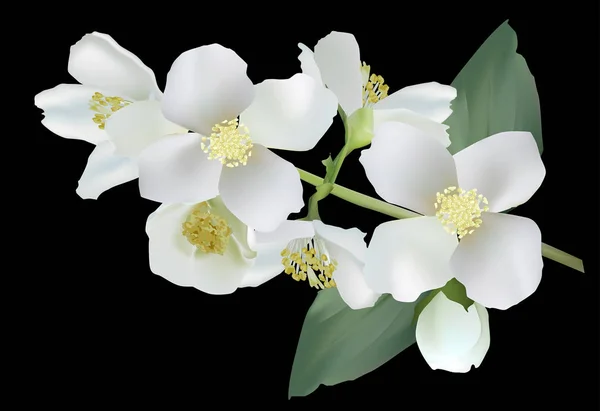 Ramo de flor de jasmim na ilustração preta — Vetor de Stock