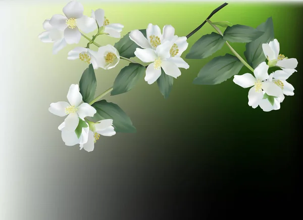 Ramo con fiori di gelsomino bianco — Vettoriale Stock