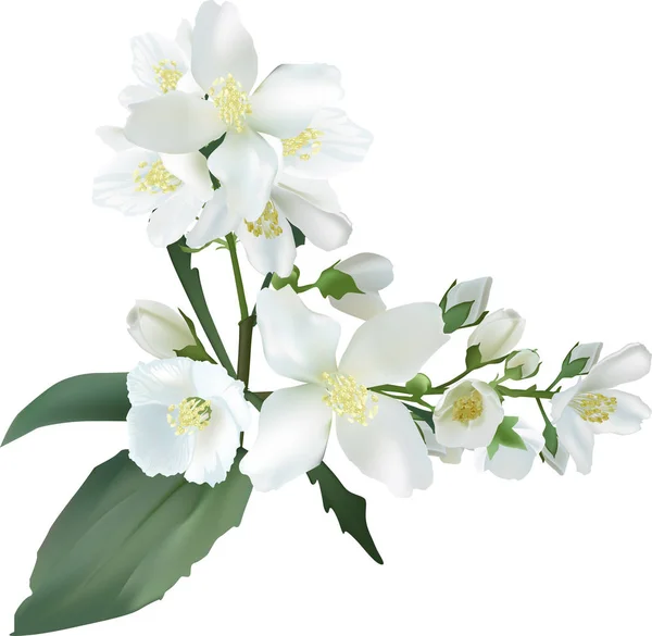 孤立的白色茉莉花分枝插图 — 图库矢量图片