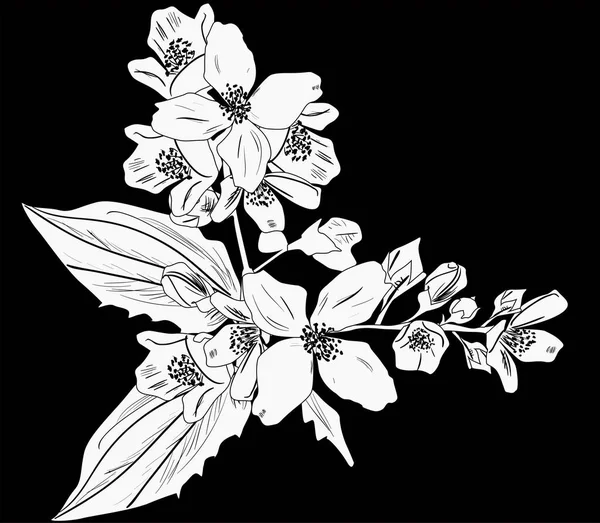 Yasemin şubesi çizimi siyah illüstrasyonda izole edildi