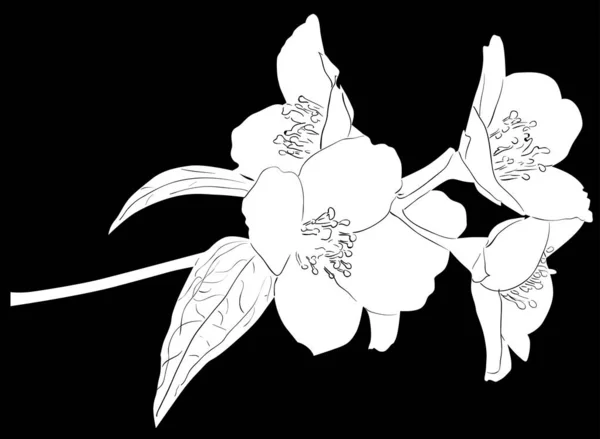 White jasmine flower branch sketch — ストックベクタ