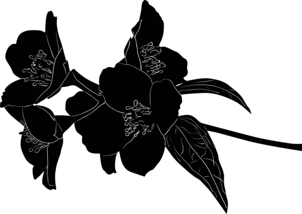 Negro jazmín rama de flores boceto — Vector de stock