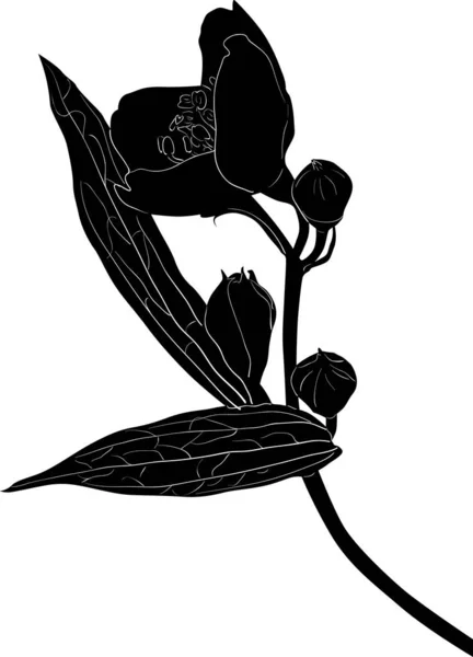 Croquis de branche de jasmin noir avec de grandes fleurs — Image vectorielle