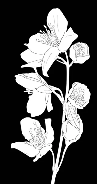 白ジャスミンの春の枝スケッチ — ストックベクタ