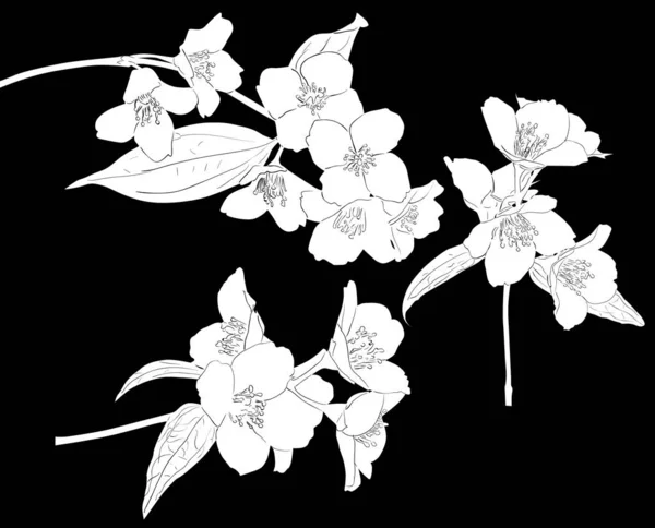 Drie witte jasmijn voorjaar tak schetsen — Stockvector