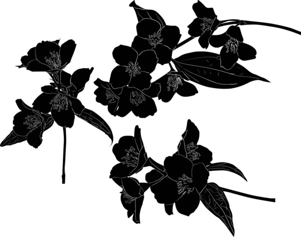 Drie zwarte jasmijn voorjaar tak schetsen — Stockvector