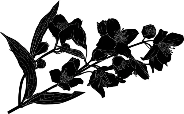 Branche de printemps de croquis de jasmin noir — Image vectorielle