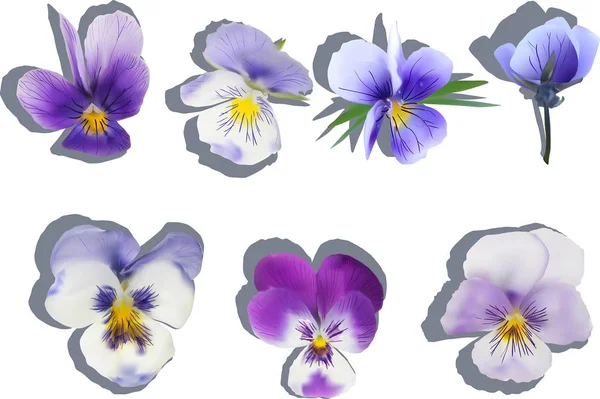 Sieben Garten-Veilchen blühen mit Schatten — Stockvektor