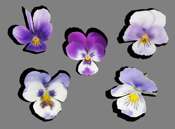 Five garden violet flowers isolated on grey background — Stock Vector