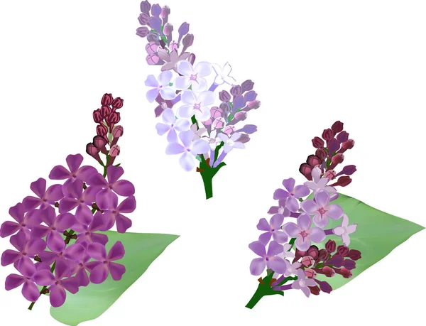 Tres ramas de flores lila ilustración — Vector de stock
