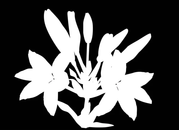 Weiße Lilienblütensilhouette auf schwarz — Stockvektor