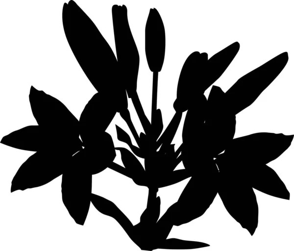 Silhouette fiore giglio nero su bianco — Vettoriale Stock