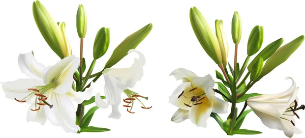 Dos flores de lirio blanco con muchos brotes verdes — Archivo Imágenes Vectoriales