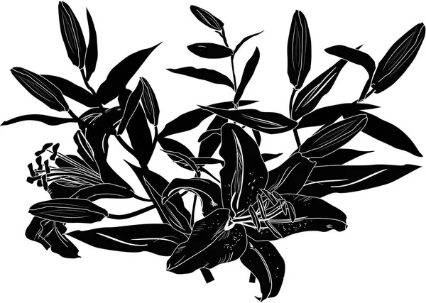 Black lily sketch illustration — Stock Vector