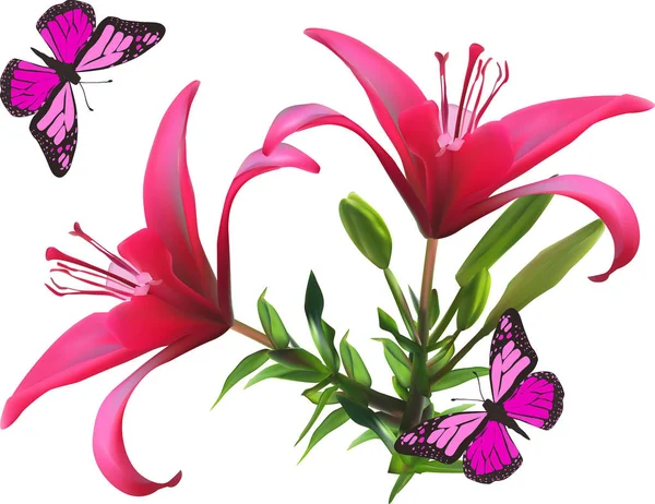 Rosa Lilienblüten und zwei Schmetterlinge isoliert auf weiß — Stockvektor