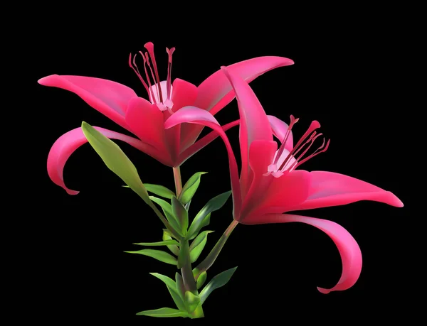 Isolated on black dark pink lily — Stock Vector