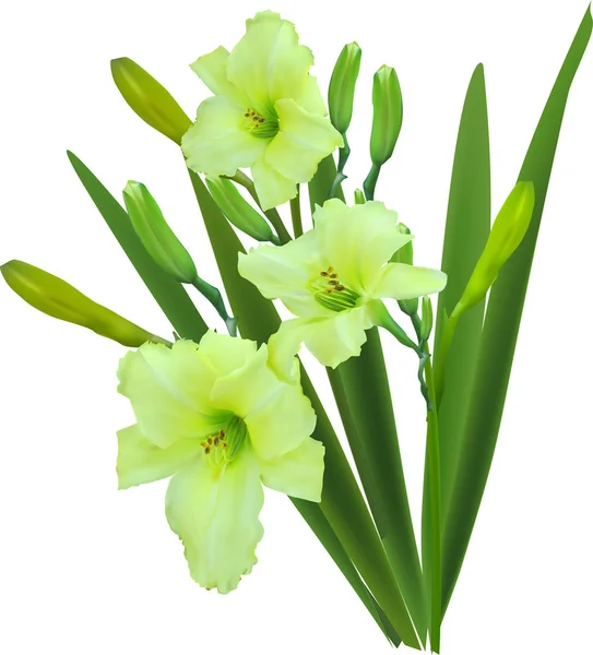 Grüne Lilie mit drei Blüten auf weißem Grund — Stockvektor