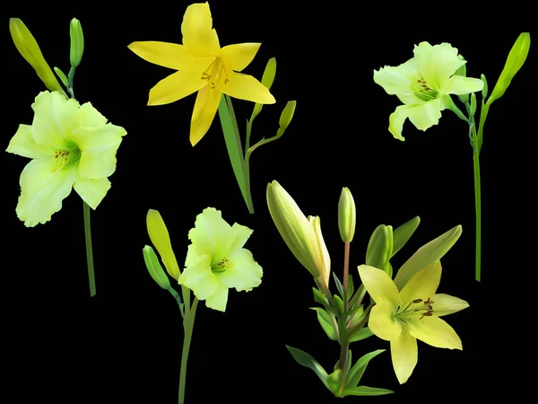 Cinq fleurs de lys jaunes isolées sur noir — Image vectorielle