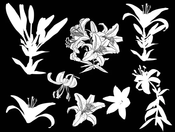 Bílé lilie květiny a rozkvetlé siluety na černé — Stockový vektor