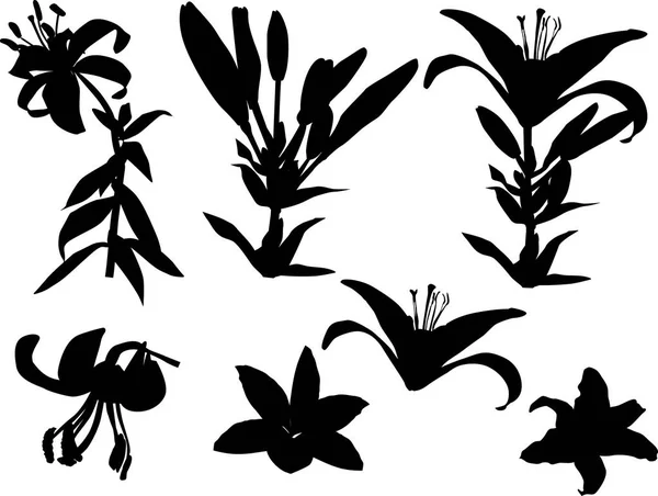 Flores de lírio preto e silhuetas de flor em branco — Vetor de Stock
