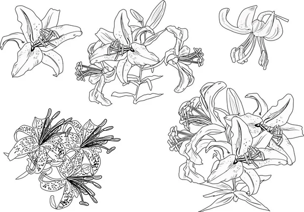 Black lily flowers sketches isolated on white — Stock Vector