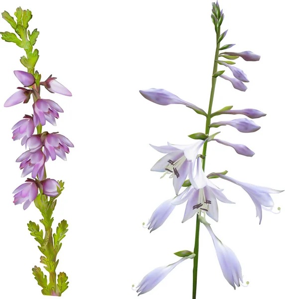 Lirio lila y flores de brezo aisladas en blanco — Vector de stock