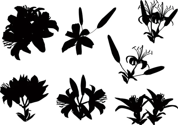 Siyah zambak çiçekleri. Beyaz üzerine yedi siluet. — Stok Vektör