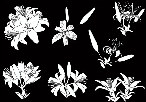 Witte lelie bloemen zeven schetsen op zwart — Stockvector