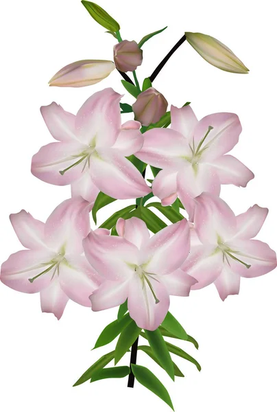 Isolierter Zweig mit fünf hellrosa Lilienblüten — Stockvektor