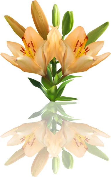 Light orange lily bunch with reflection — Stock Vector