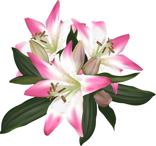 Isolated white and pink lily flower — Stock Vector
