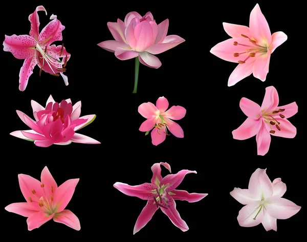 Negen roze lelie en lotus bloemen geïsoleerd op zwart — Stockvector