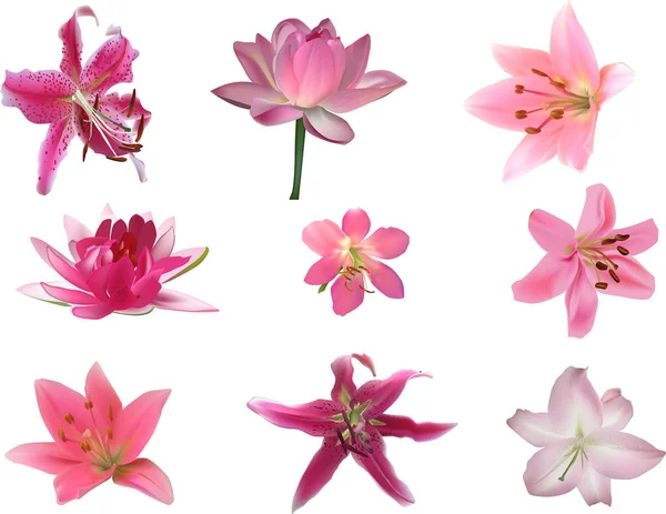 Nove flores de lírio rosa isoladas em branco — Vetor de Stock