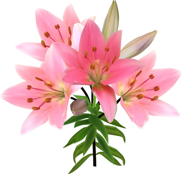 Isolated on white lily light pink branch — Stock Vector