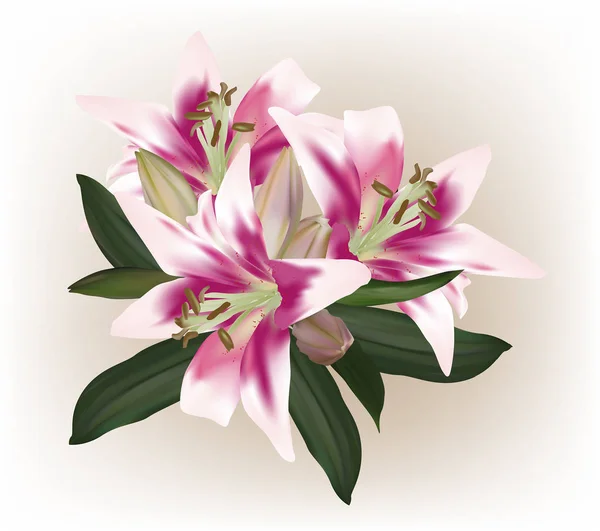 Λευκό και ροζ λουλούδι κρίνο στο φως φόντο — Διανυσματικό Αρχείο