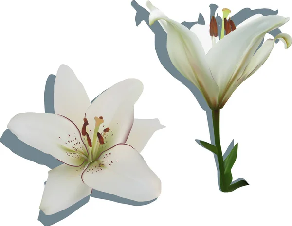 Deux fleurs de lis blanc avec des ombres — Image vectorielle