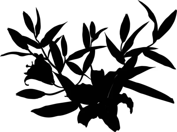Силуэт черной лилии на белом — стоковый вектор