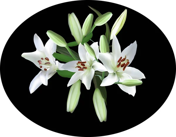 Tres lirio blanco florece en negro — Vector de stock