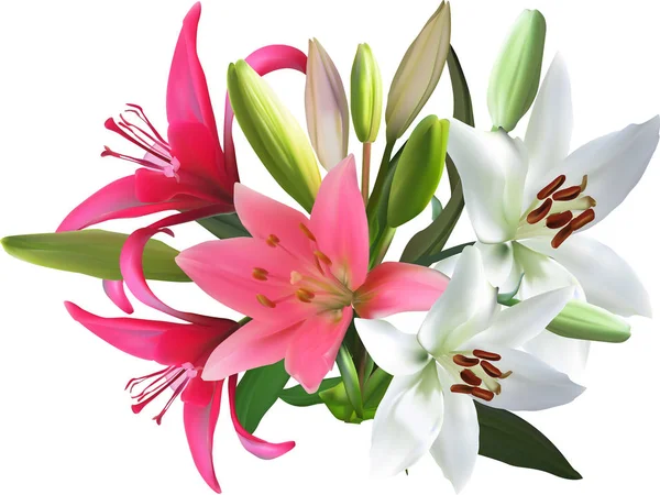 Pink and white isolated bunch of lily flowers — Stock Vector